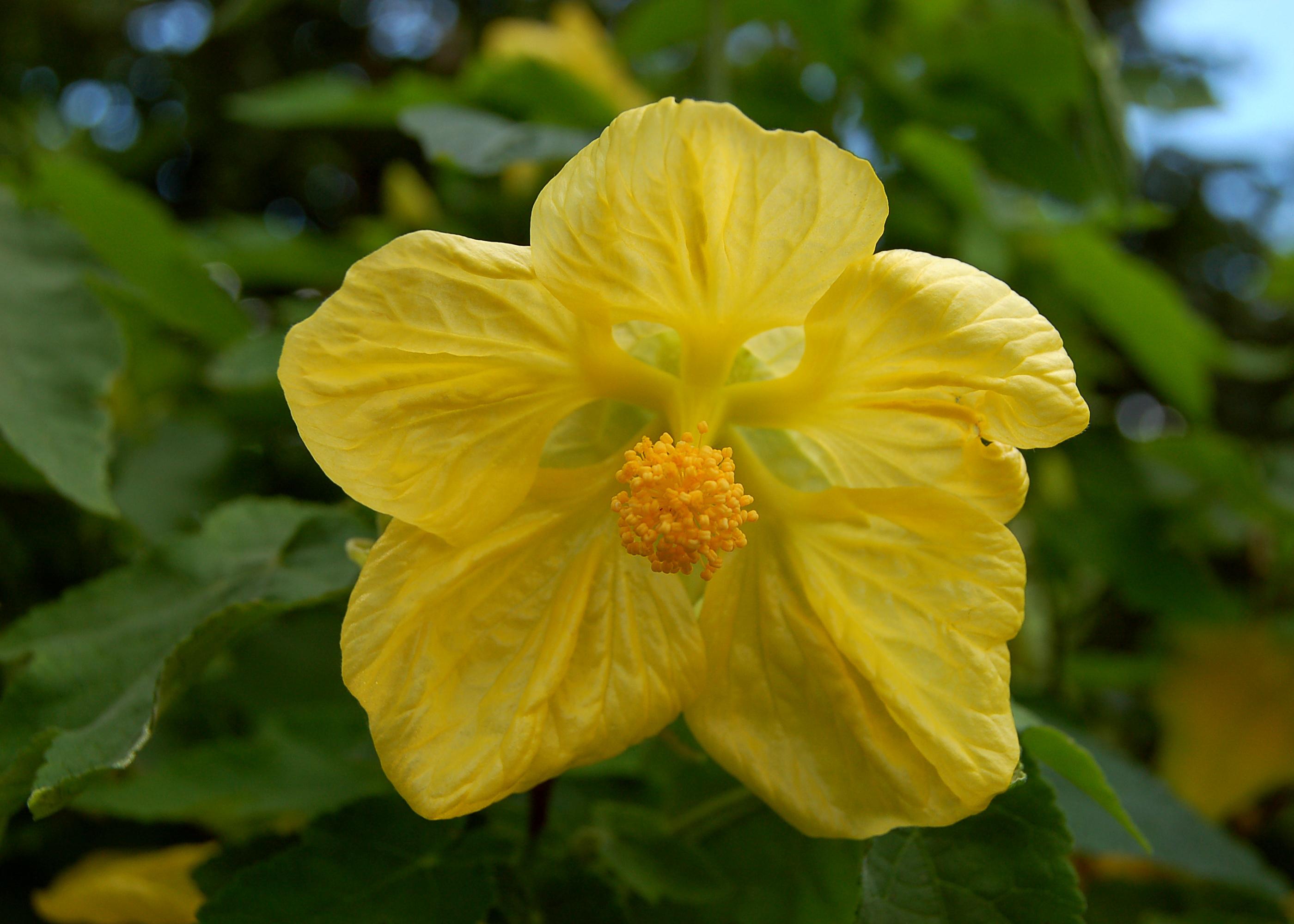 a yellow flower with a light-orange center and green leaves