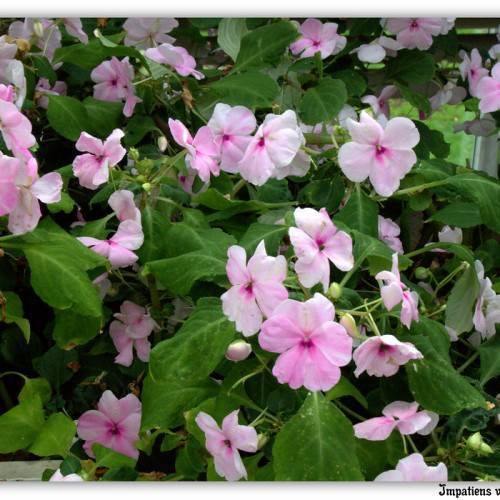 pinkish-white flowers with pink centers, green stems, and green leaves