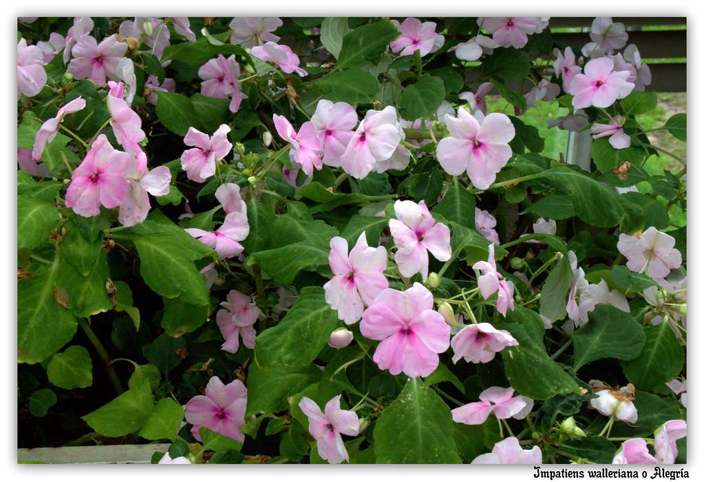 pinkish-white flowers with pink centers, green stems, and green leaves