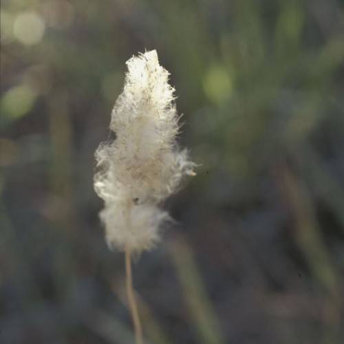 white, feathery flowering cotton spikes with creamy stem