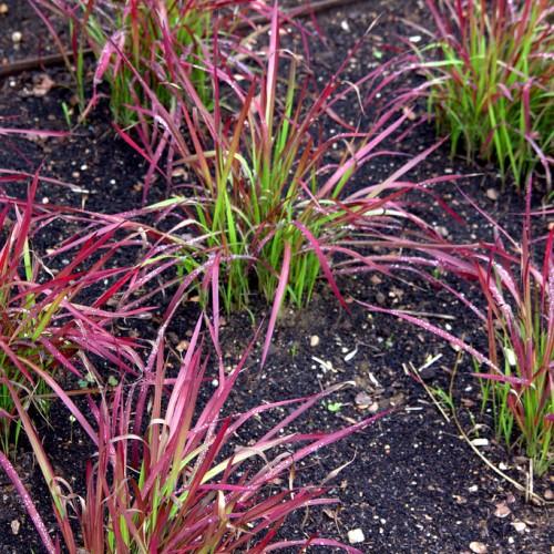 Burgundy-green leaves.