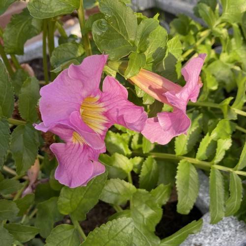 purple-pink, trumpet-like flowers with yellow centers, green stems, and toothed, green leaves