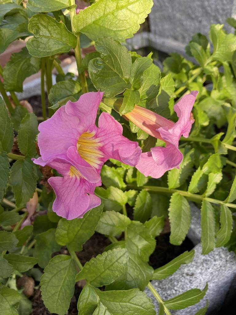purple-pink, trumpet-like flowers with yellow centers, green stems, and toothed, green leaves 
