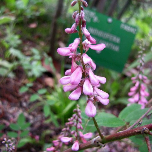 Pink flowers with pink-purple buds, green leaves, burgundy stems and branches.