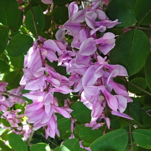 small whitish-purple flowers clustered in elongated, upright spikes, purple-green stems, and smooth, green, ovate-shaped leaves
