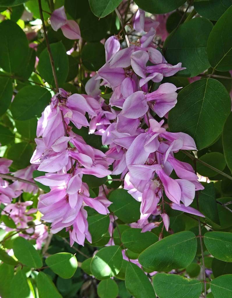 small whitish-purple flowers clustered in elongated, upright spikes, purple-green stems, and smooth, green, ovate-shaped leaves