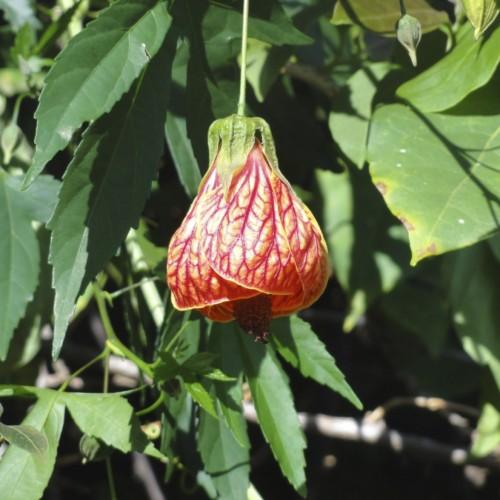 gold-red flower with lime sepals, green leaves and lime stems