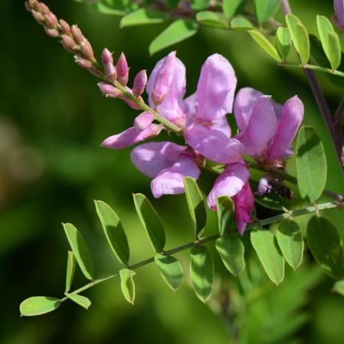 Lavender flower and buds, green stem and leaves
