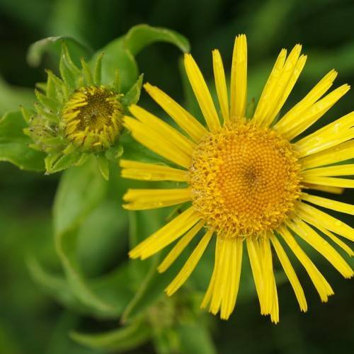 yellow flower with yellow stamens, green sepals, and green leaves