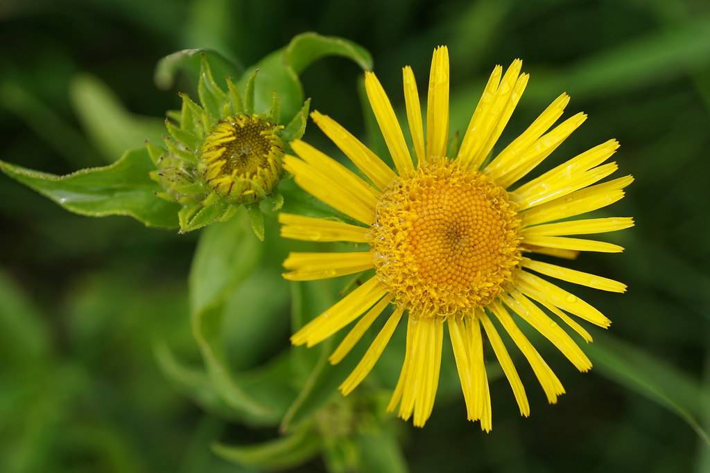 yellow flower with yellow stamens, green sepals, and green leaves