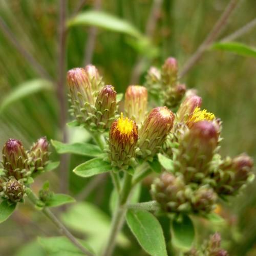 Pink-green flowers with yellow stamens, green leaves and stems