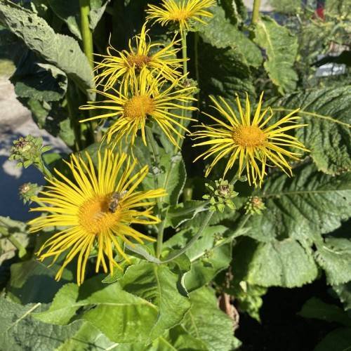 yellow needle-like petals, yellow stamens, green stems, and dark green leaves, fly sitting on it
