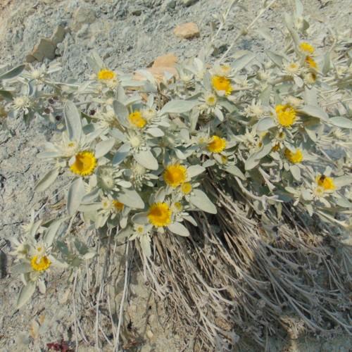 Yellow flowers with light-gray leaves and stems