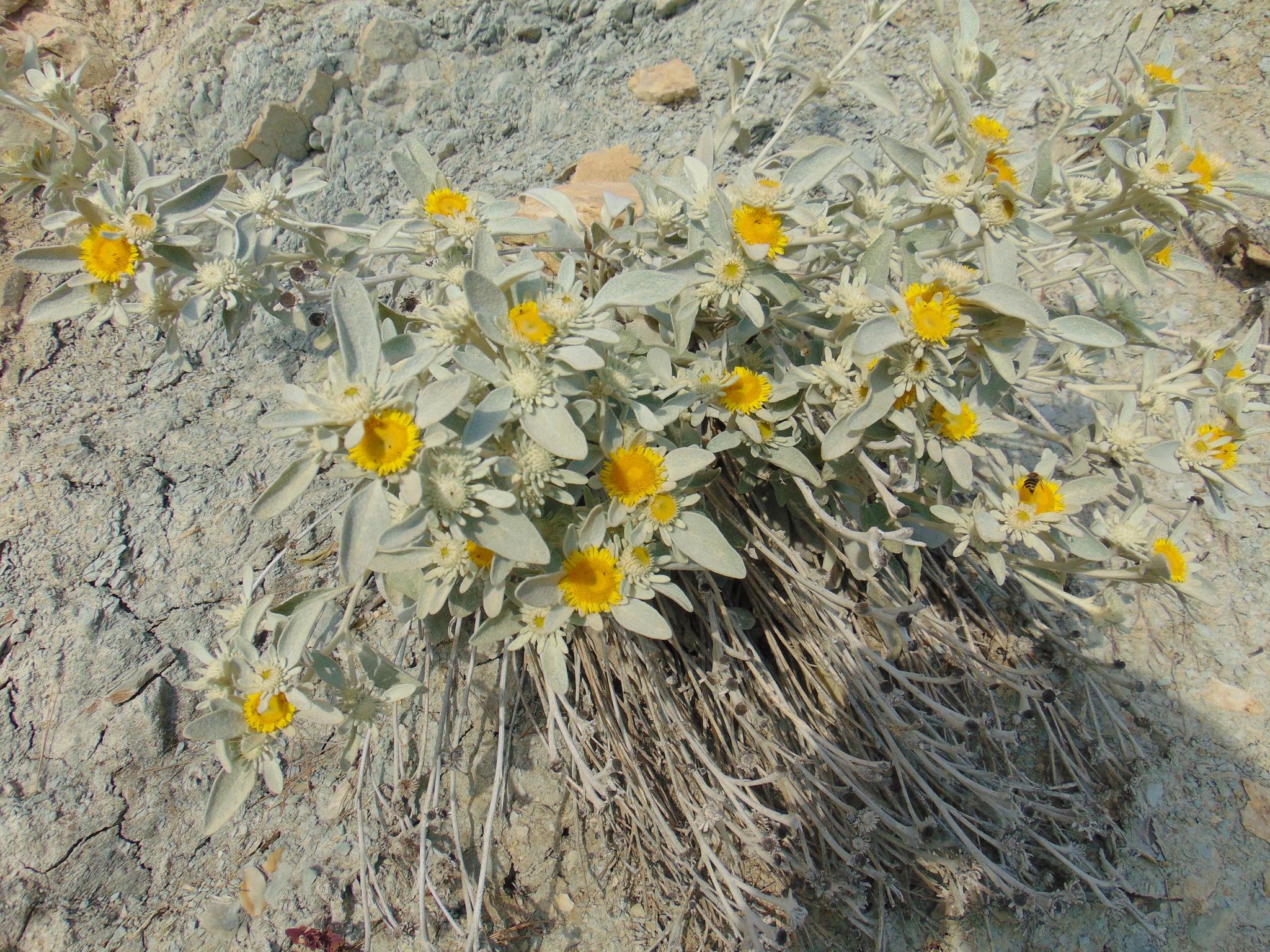 Yellow flowers with light-gray leaves and stems