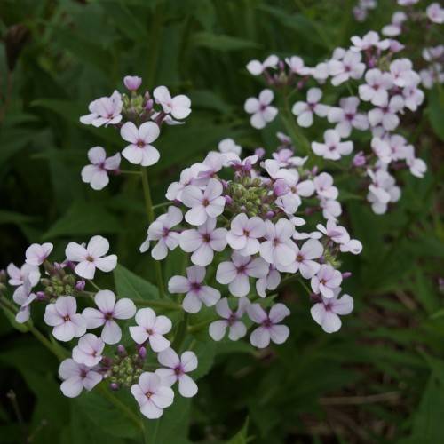 clusters of small, white flowers with purple centers and buds, green stems, and green leaves