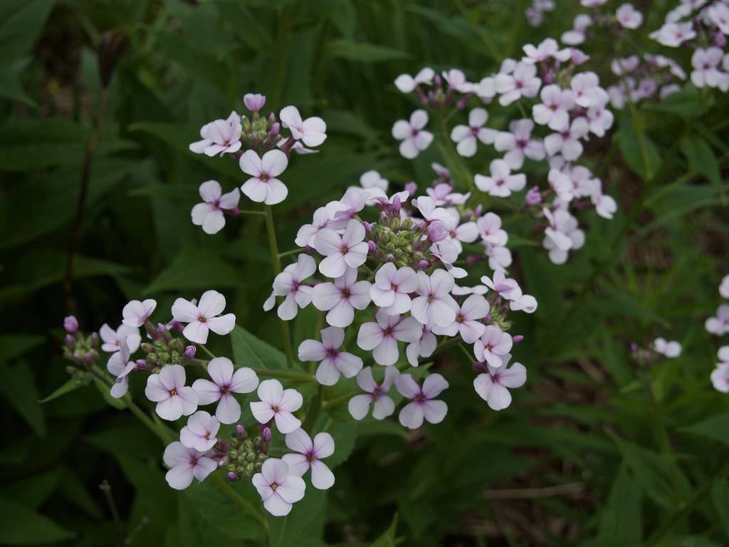 clusters of small, white flowers with purple centers and buds, green stems, and green leaves