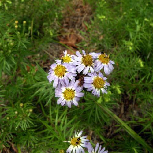 cluster of white flowers with yellow stamens, and small, narrow, linear green leaves and green stem