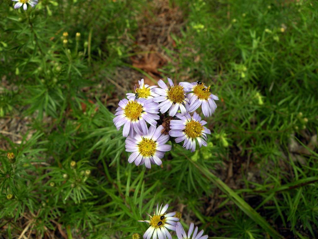 cluster of white flowers with yellow stamens, and small, narrow, linear green leaves and green stem
