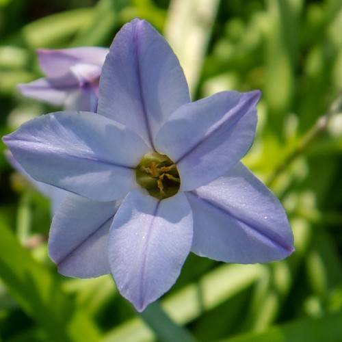 blue, star-like flowers with olive-green stamens with green stem