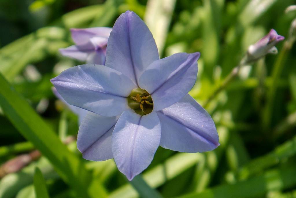 blue, star-like flowers with olive-green stamens with green stem