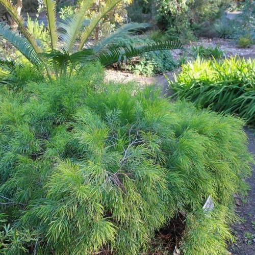lime-green bushes with light-gray stems