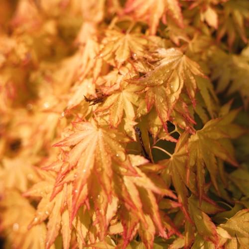 Light-Yellow-pink maple-shaped leaves, having light-yellow stems, showered by fresh morning dew.