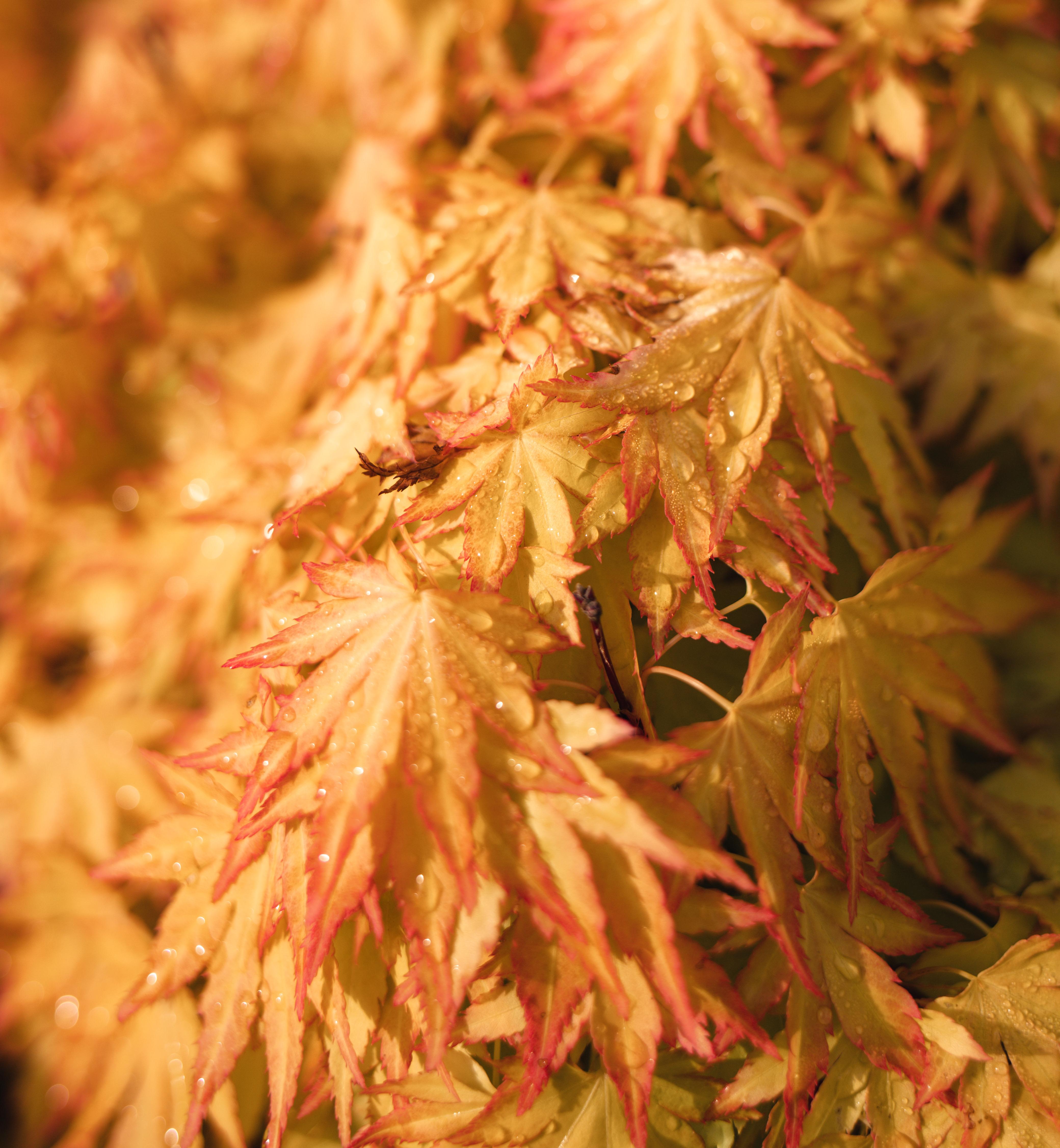 Light-Yellow-pink maple-shaped leaves, having light-yellow stems, showered by fresh morning dew.  