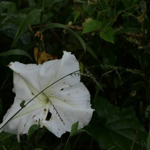 slaver form, white flower with dark green stems and leaves