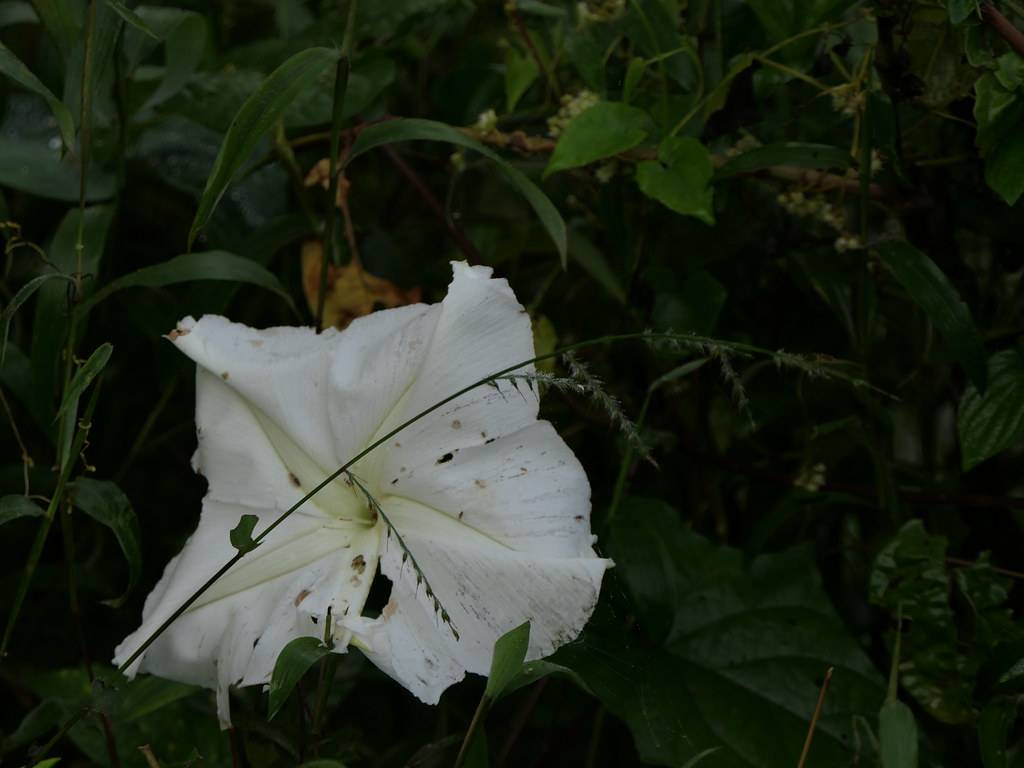slaver form, white flower with dark green stems and leaves