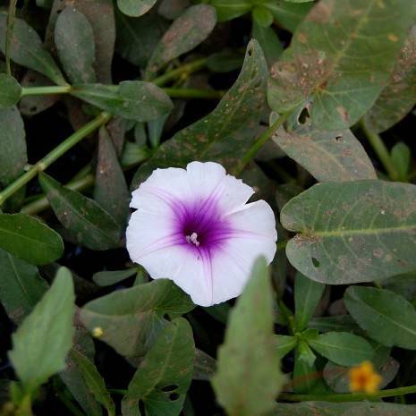 white-purple flower, white stamens, dark green leaves and stems
