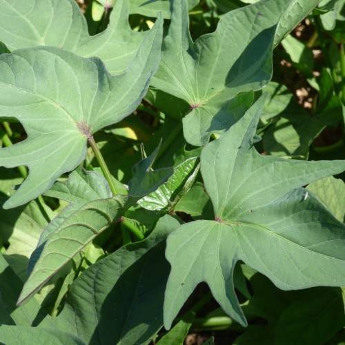 deeply lobed, hand-like, green leaves with green stems