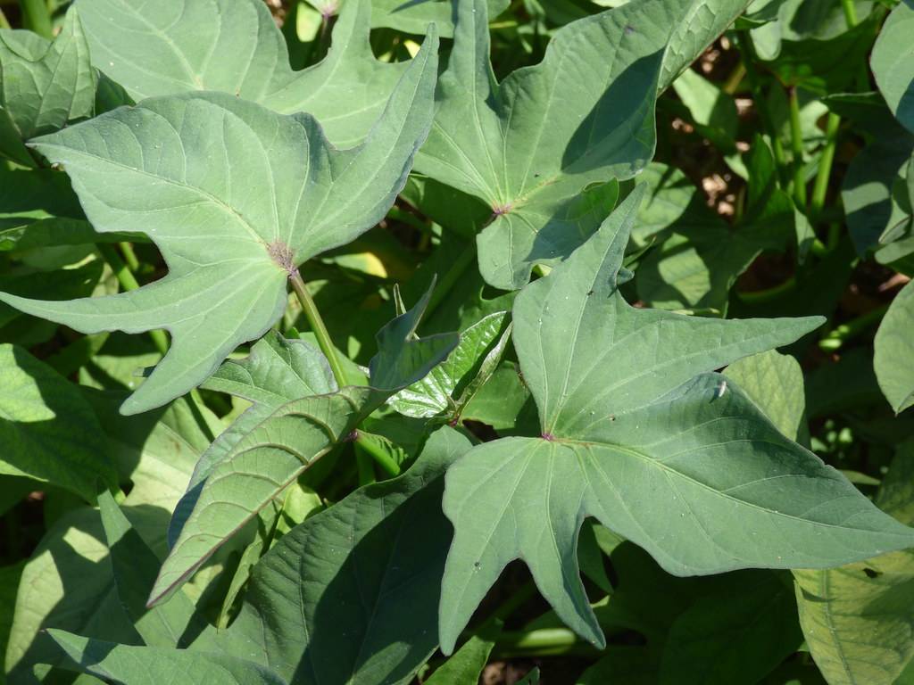 deeply lobed, hand-like, green leaves with green stems