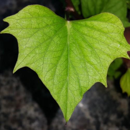 Lime-green leaves with dark-green midrib and veins.