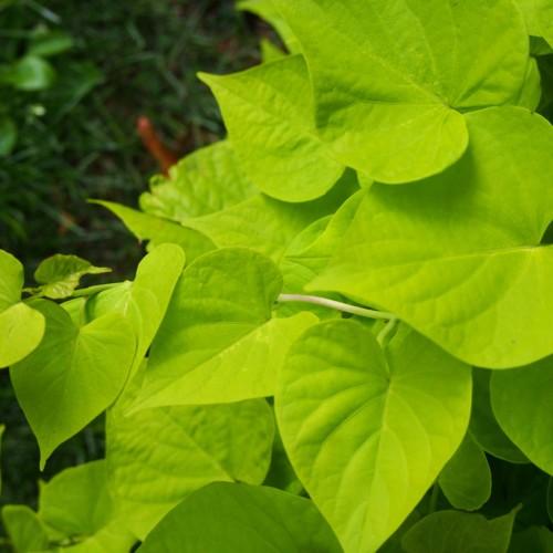 Lime leaves and stems