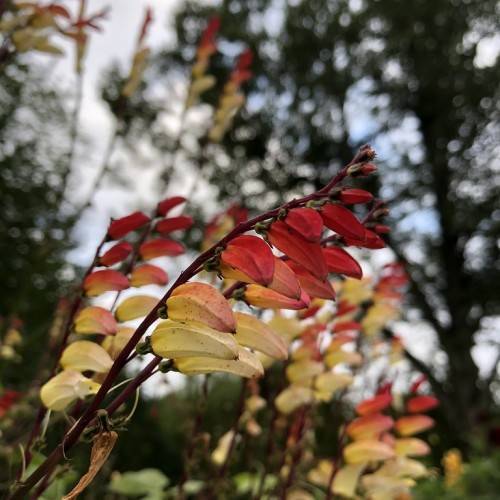 clusters of red to off-white tubular flowers along deep red stems
