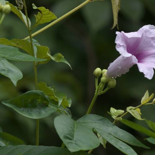 purple, dewy, trumpet-like flower with green buds, dark green, smooth leaves, and green stems