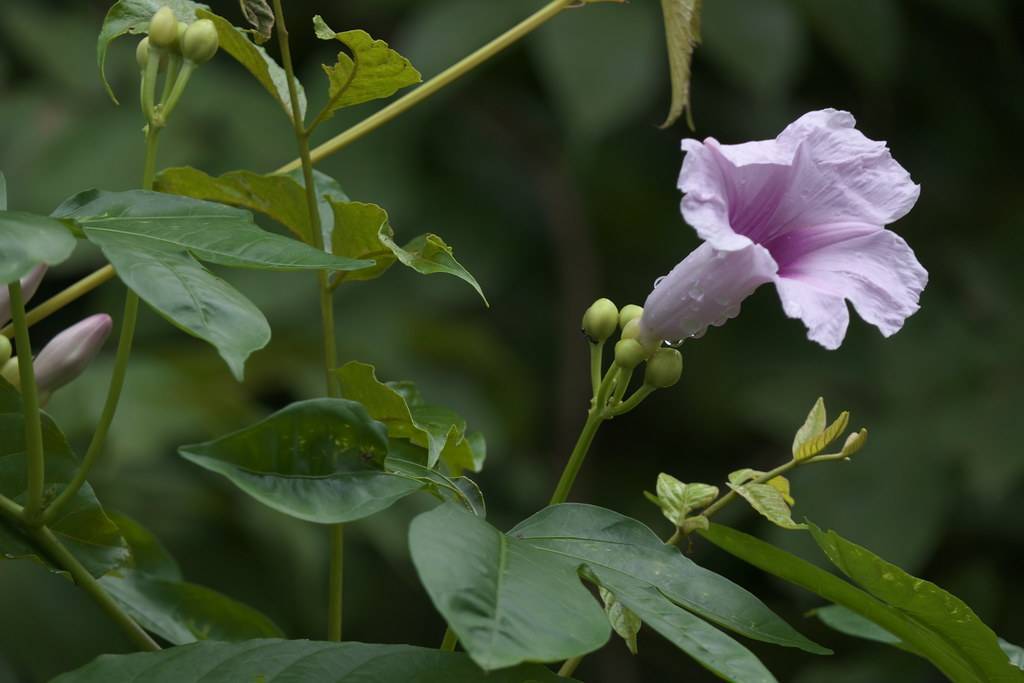 purple, dewy, trumpet-like flower with green buds, dark green, smooth leaves, and green stems
