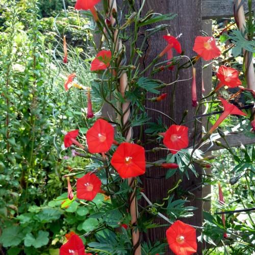Red flower with white stigma , white anthers, red filaments, red buds, dark-green petiole, dark-green stems and leaves.