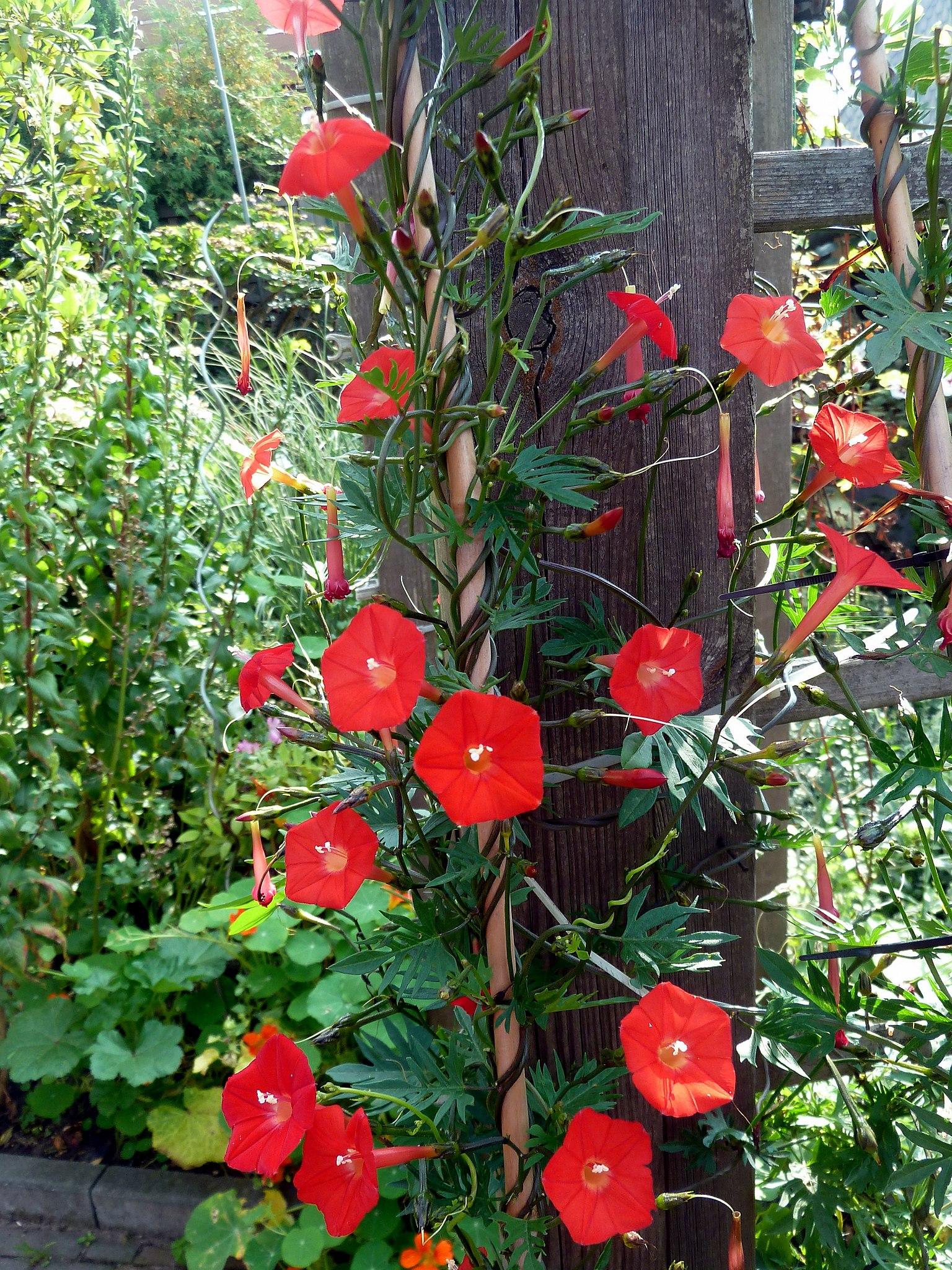 Red flower with  white stigma , white anthers, red filaments, red buds, dark-green petiole, dark-green stems and leaves.