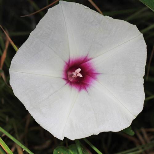 white flower with violet center, and white stamens