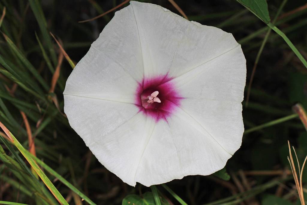 white flower with violet center, and white stamens