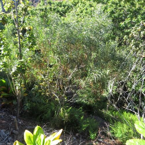 Various gray branches, full of green leaves.