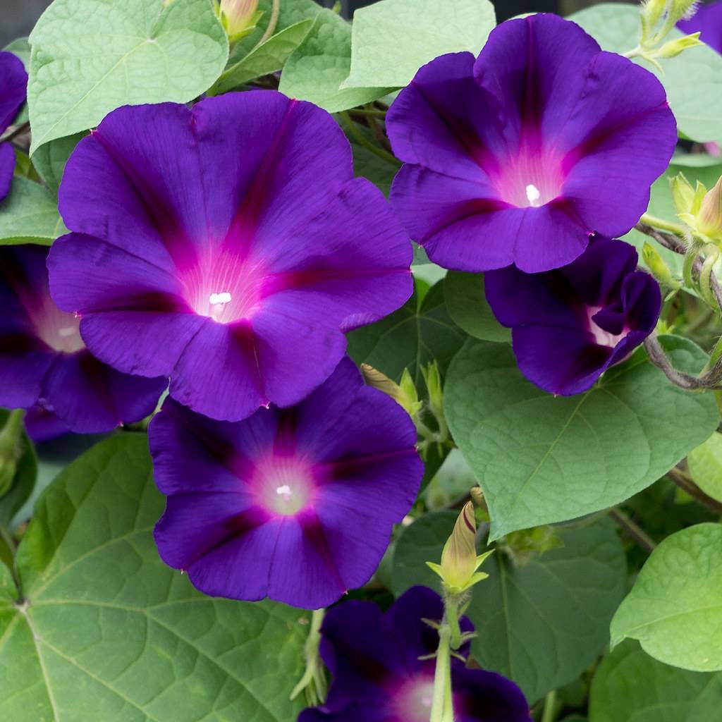 dark purple flower with violet stripes, and pink center, green, heart-shaped leaves, green stems, and white stamens
