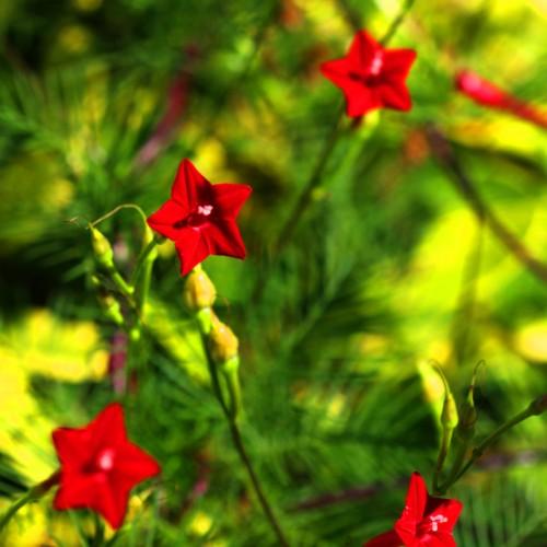 Red flowers with white anthers, lime buds, green stems