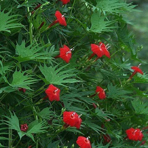 red, star-like flowers with white stamens, green stems, and green, deeply lobed, palmate-shaped leaves