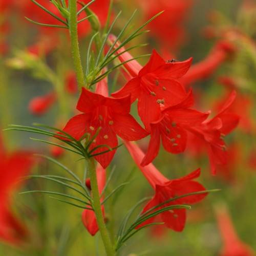 red, trumpet-like flowers with red-green stamens, green stems, and needle-like green leaves