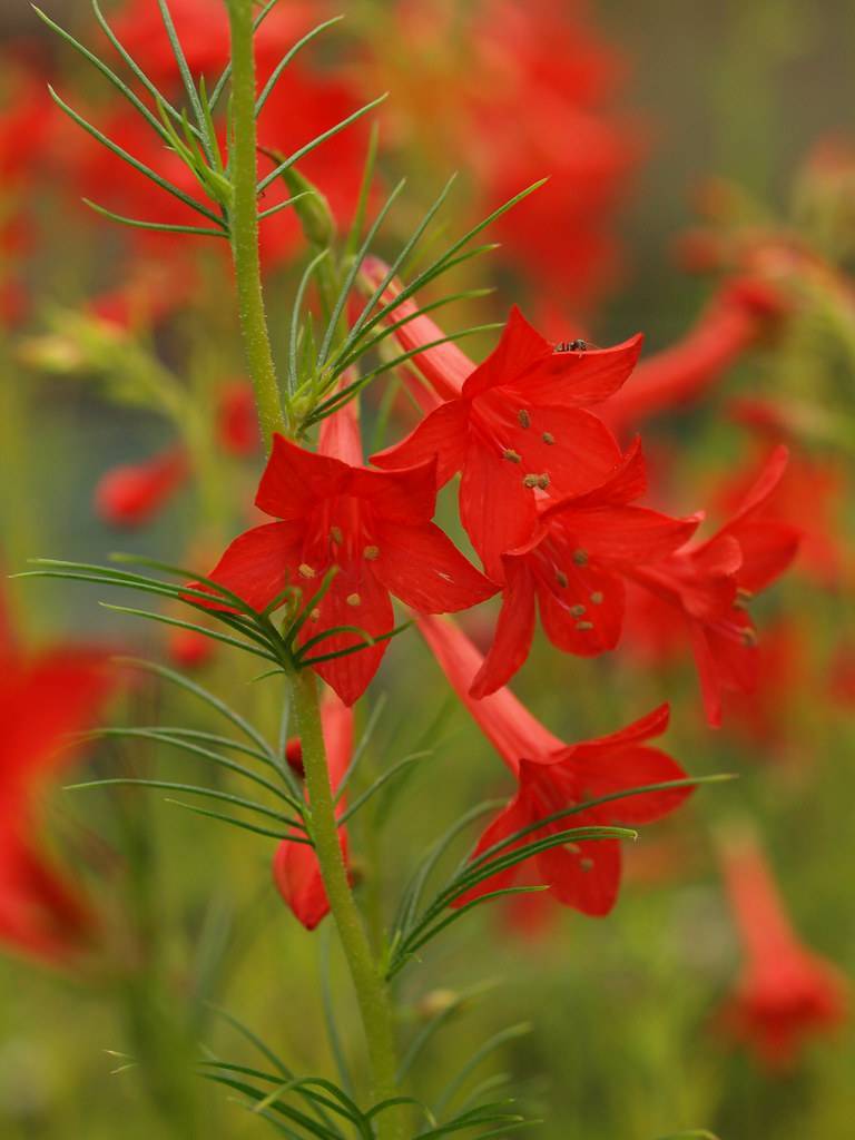 red, trumpet-like flowers with red-green stamens, green stems, and needle-like green leaves