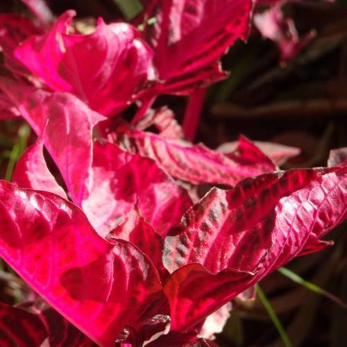 deep red-burgundy, ovate leaves with wavy edges, and burgundy midribs