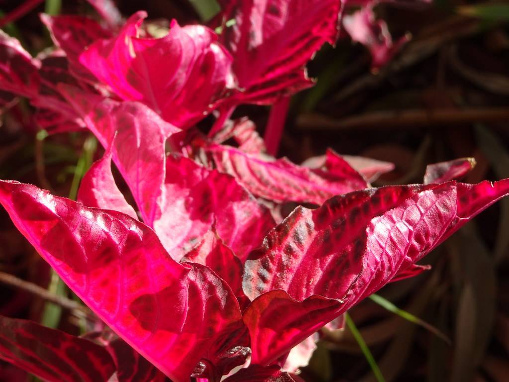 deep red-burgundy, ovate leaves with wavy edges,  and burgundy midribs