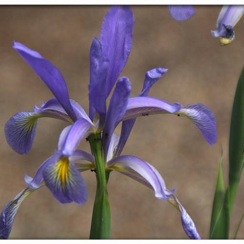 Yellow center, elongated yellow-purple petals, and green stems with green leaves